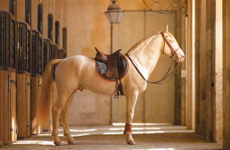 Hermes saddle horse